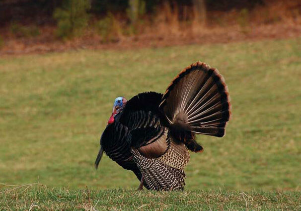 Plan your turkey hunting event with spring gobblers at Primland Resort