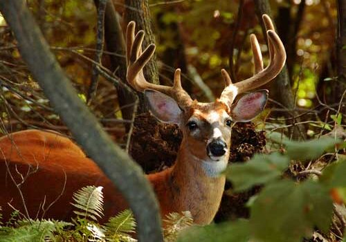 Encounter the natural features and wildlife at Primland Resort with sport shooting packages